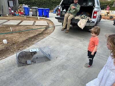 Charleston raccoon trapping